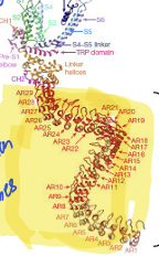 <p>what is the highlighted region</p>