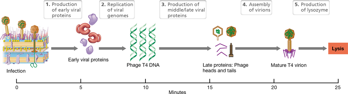 <p>multiplies immediately after entering the host, lyses host cell for release; ex: T4</p>