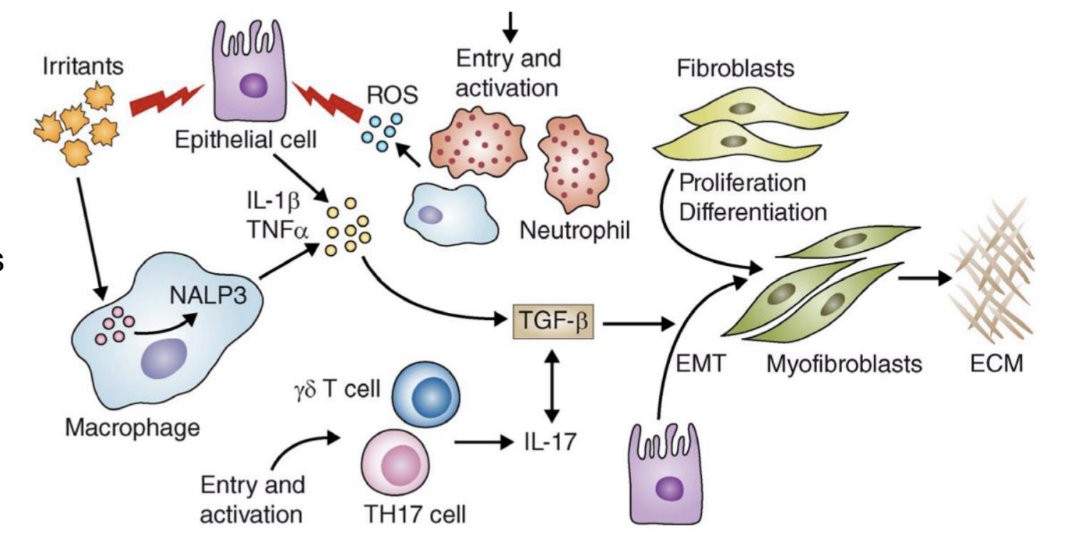 <p>Irritants cause epithelial cell injury → detected by NALP3 inflammasome in macrophages → production of ROS, chemokines, and cytokines (eg. TNF alpha, TGF-beta?) → recruits leukocytes </p><p>TGF beta → induces epithelial-mesenchymal transition and formation of myofibroblasts → produce ECM</p><p>TGF-beta → differentiation of TH17 cells, exacerbates inflammatory response </p>