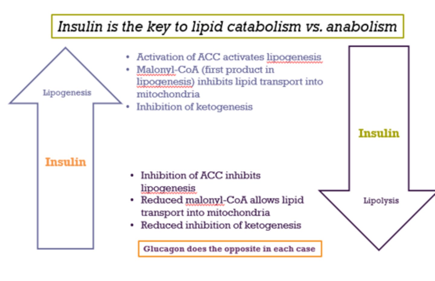 <p>lipogenesis (remember, insulin activates ACC)</p>
