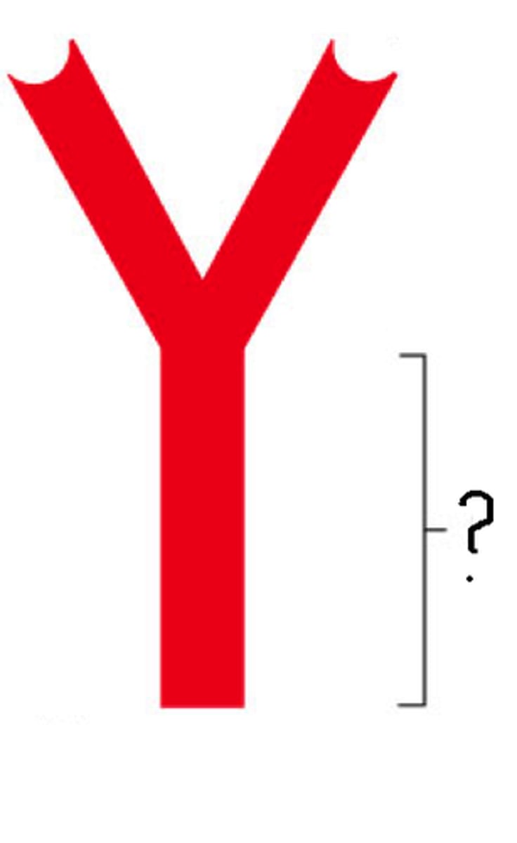 <p>in an antibody molecule, the site where the two termini of the heavy chains come together; many cells have receptors for this portion of the antibody, adding functionality to these molecules</p>