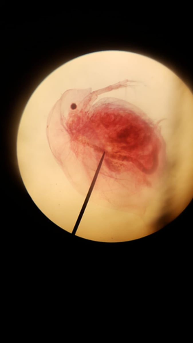 <p>What is it?</p><p>Subkingdom?</p><p>Phylum?</p><p>Subphylum?</p>