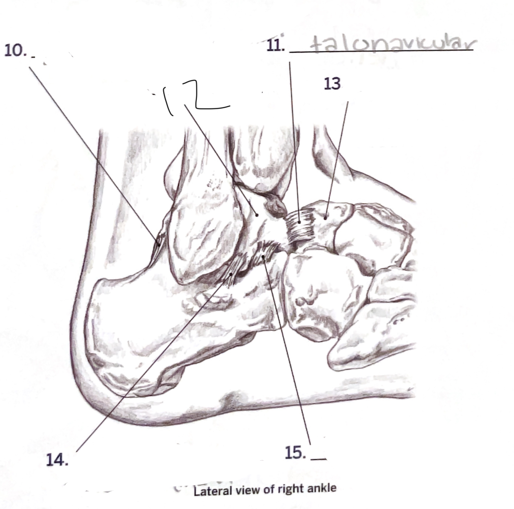 <p>15</p>