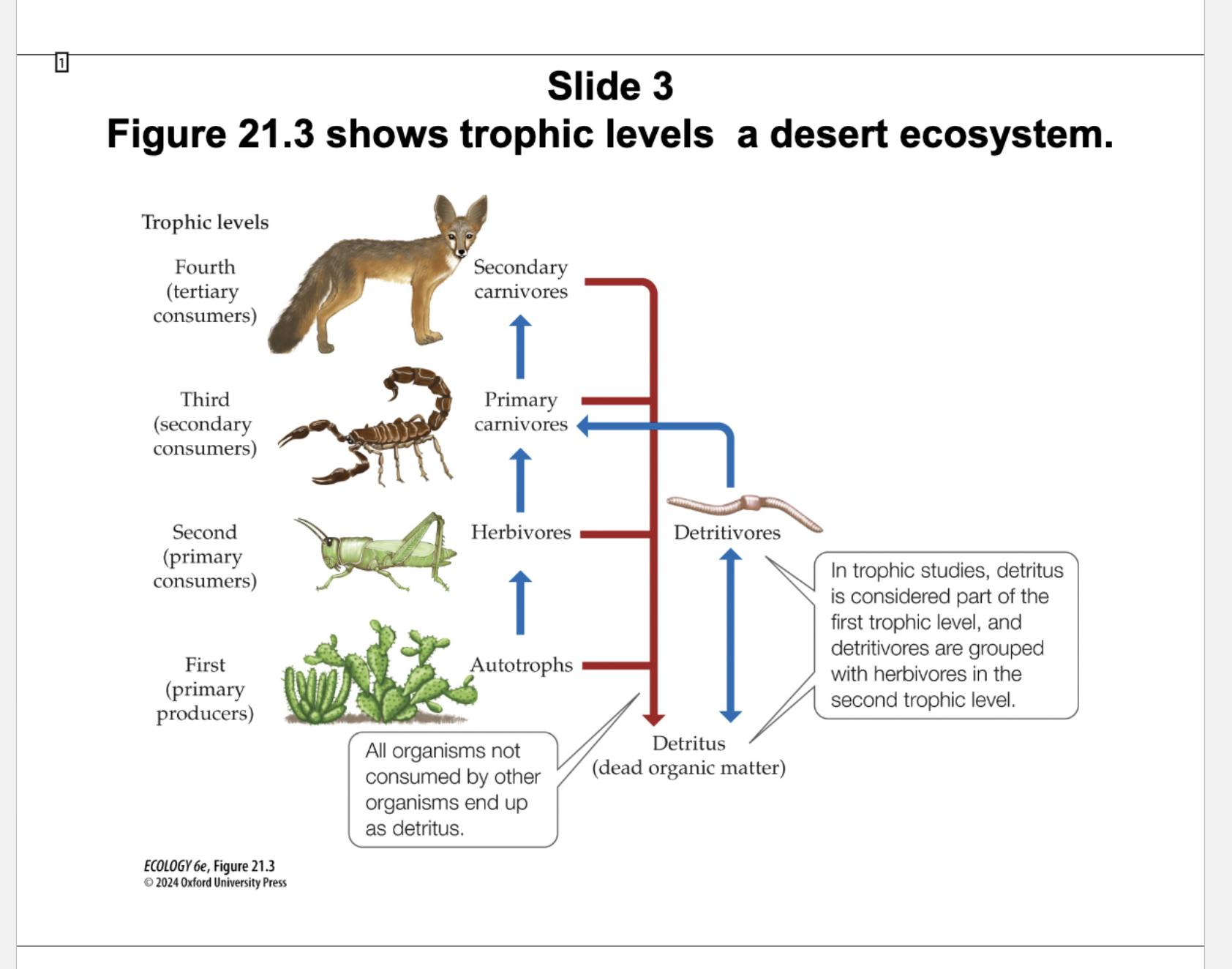 <p>Figure 21.3 Trophic Levels in a Desert Ecosystem</p>