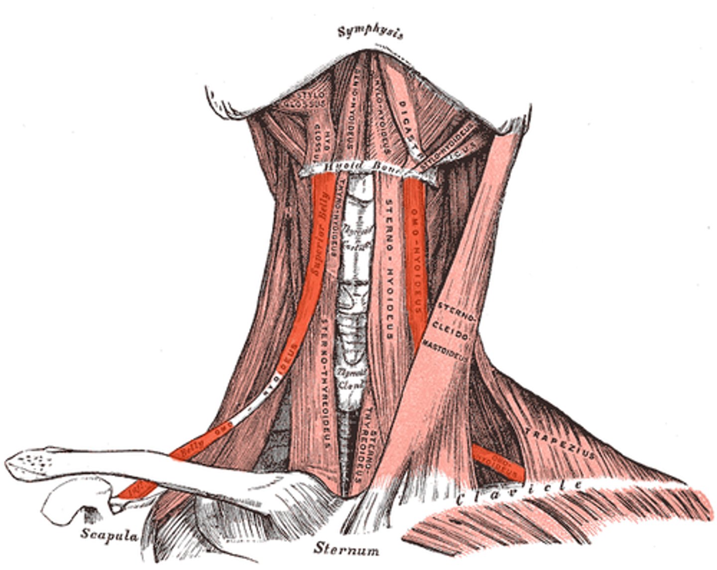 <p><span style="color: #be1919">- depress hyoid bone</span></p><p>- CN1-3</p>