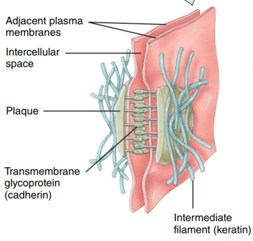 <p>they consist of intermediate filaments, which contain keratin - these contribute to the stability of the cells and tissues; they prevent epidermal cells from separating during contraction</p>