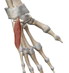 <p>Abducteur du V</p>