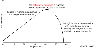~ The enzyme and substrate do not have to fit together in the first place
~ As evidence showed that the enzyme-substrate complex did not form until the active site slightly changed - this locks substrate even more tightly and explains why it lowers activation energy