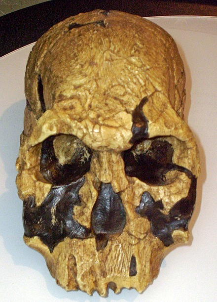 <p>is based on KNM-ER 1470 skull found in Kenya in 1972.</p><ul><li><p>The earliest representative of the genus homo</p></li><li><p><strong>Cranial capacity larger than that of Australopithecus (775 cc)</strong></p></li><li><p>Large molars, more like <em>Australopithecus</em></p></li></ul><p></p>