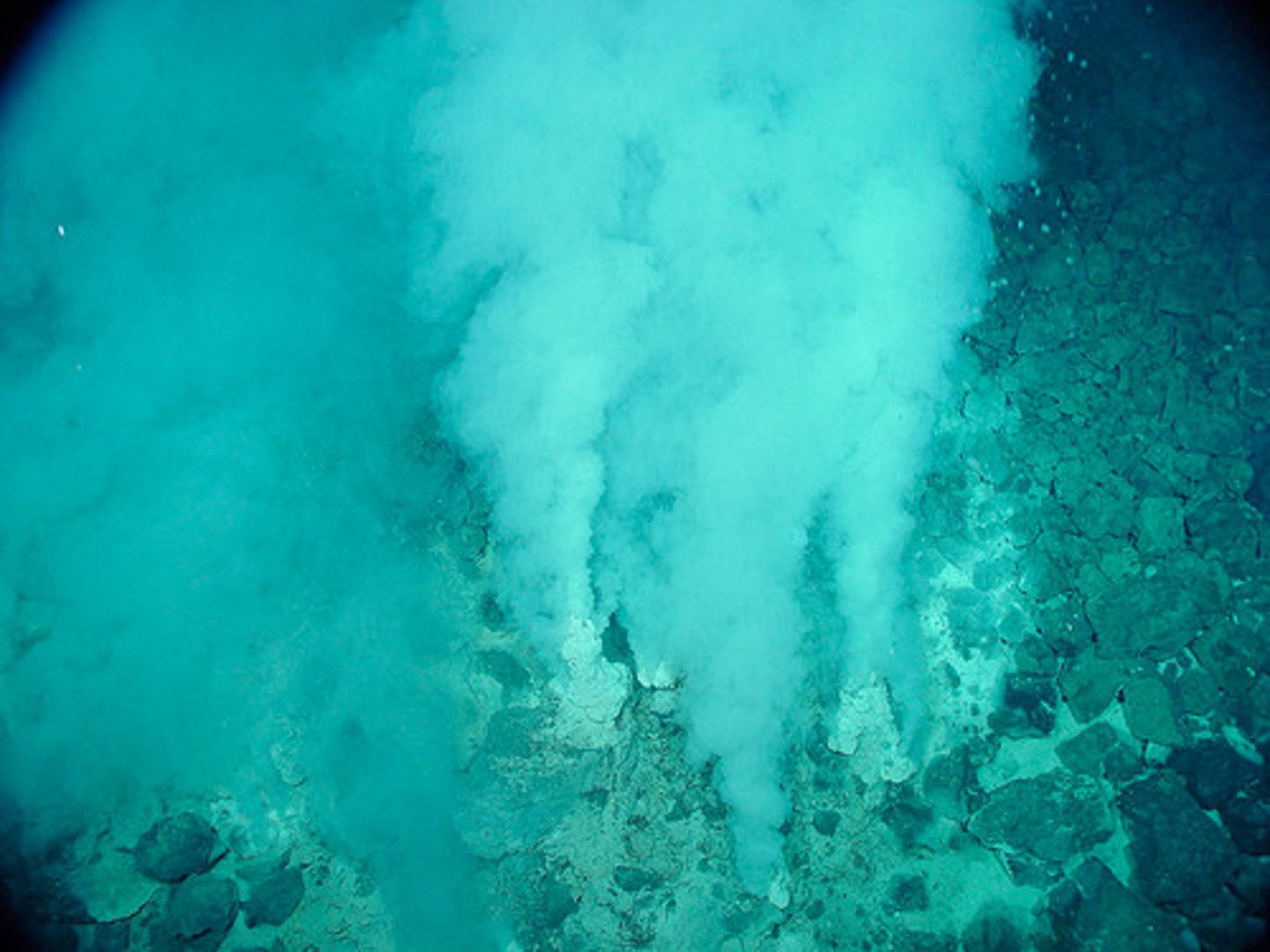 <p>Organisms that grow in extremely high temperatures (90 degrees C)</p>