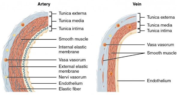 <p>c) Tunica intima</p>