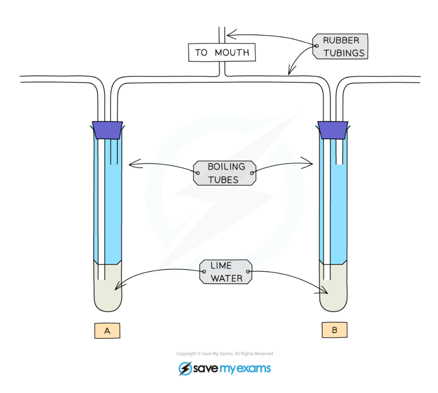 <p>How does the limewater test indicate carbon dioxide levels in exhaled air?</p>