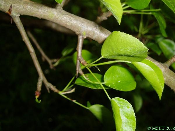 <p>hrušeň planá</p>