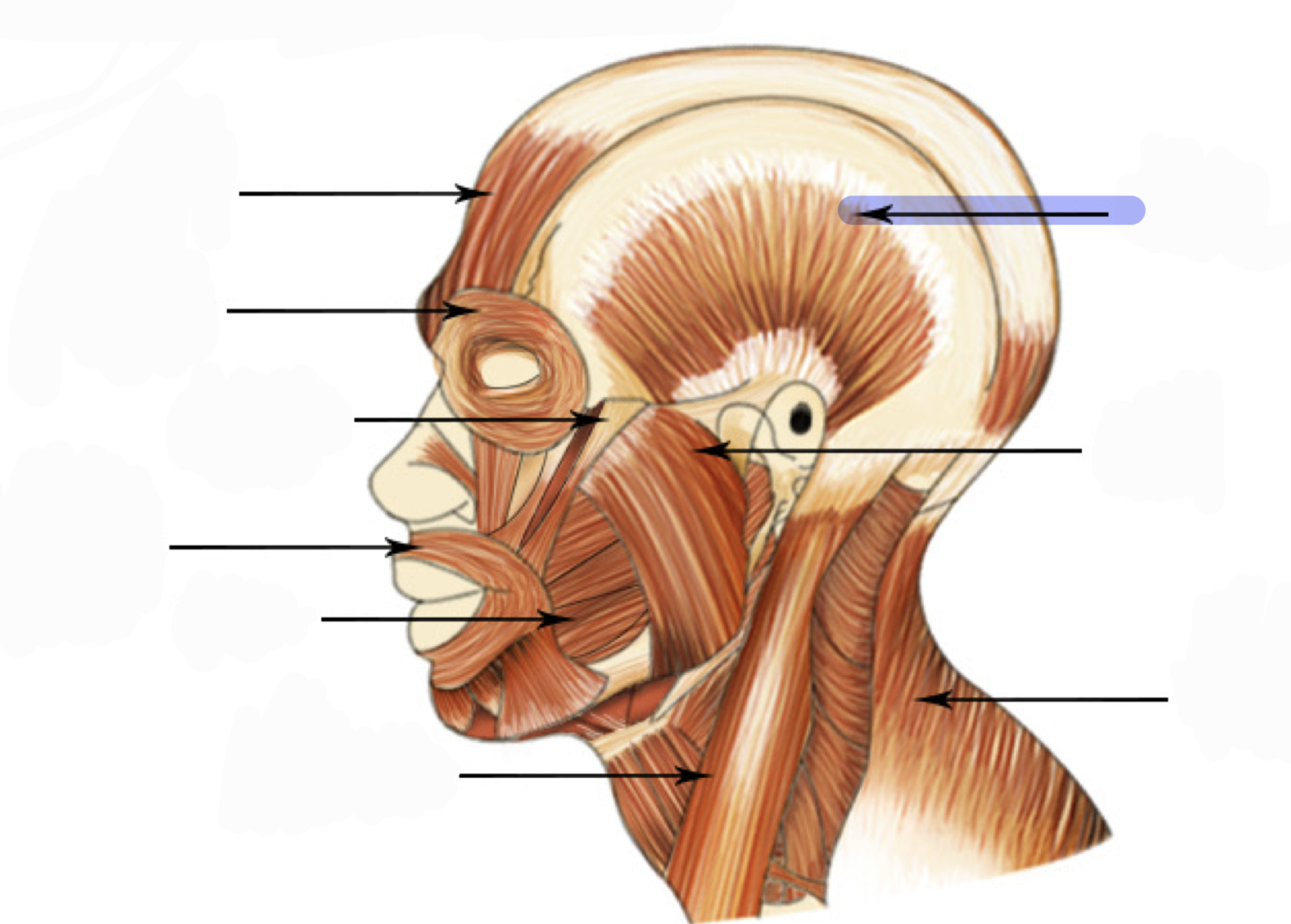 <p>Closes jaw (elevates </p>