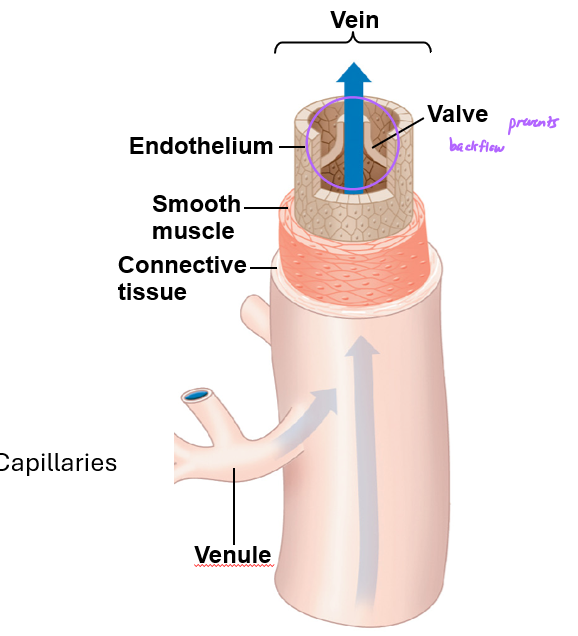 <p>three layers, walls are thinner than arteries (about a third), smooth muscle, endothelium, have valves</p>