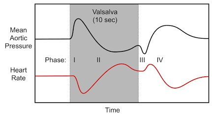 <p>phase 1</p><ul><li><p>begning of the forced expiration</p><ul><li><p>aortic pressure increases due to aortic cpomression and the heart rate decreases refleixively - barro receptors are stimulated&nbsp;</p></li><li><p>causes reciprocal cahges in bp and hr (decrease</p></li></ul></li></ul><p>phase 2</p><ul><li><p>aortic pressure falls during pahse 2</p></li><li><p>compression of throatic veins reduces venosurs return and cardiac output = reflex tachcardia occurs (reduced stimulation of the barro receptors</p></li></ul><p>phase 3</p><ul><li><p>small fall in aortic pressure do the loss of thoractic pressure. increase in heart rate due to reduced barroreceptor stimulation</p><p>increase venous return raises aortic pressure onece again = rediuction in heart raate</p></li></ul><p></p><p>phase 4&nbsp;</p><ul><li><p>normal cardiac ouptut while svr is elevated from sympathetic activation durigng phase 2</p></li></ul><ul><li><p>overshoot in aortic pressure</p></li><li><p>heart rate falls a little bit</p></li></ul><p>What are the steps by phases&nbsp;</p><p>phase 1</p><ol><li><p>infrease in intrathorastic pressure</p></li></ol><p>phase 2</p><ol start="2"><li><p>increase in aortic pressure</p></li><li><p>baroreceptor response to drop the bp</p></li><li><p>hr plummets</p></li><li><p>svr and ivc colapse. no vagus return to the heart = reduced s</p></li><li><p>bp drops hr increases to make up for the decreases in stroke volume</p></li></ol><p>phase 3</p><ol start="7"><li><p>breathing normally</p></li><li><p>small fall in aortic pressure do the loss of thoractic pressure. increase in heart rate due to reduced barroreceptor stimulation</p></li><li><p>increase venous return raises aortic pressure onece again = rediuction in heart rate</p></li><li><p>drops in intrathorastic pressure increase hr</p></li><li><p>the backued up venous return in the heart drops donw hr and increas stroke volume</p></li></ol><p></p>