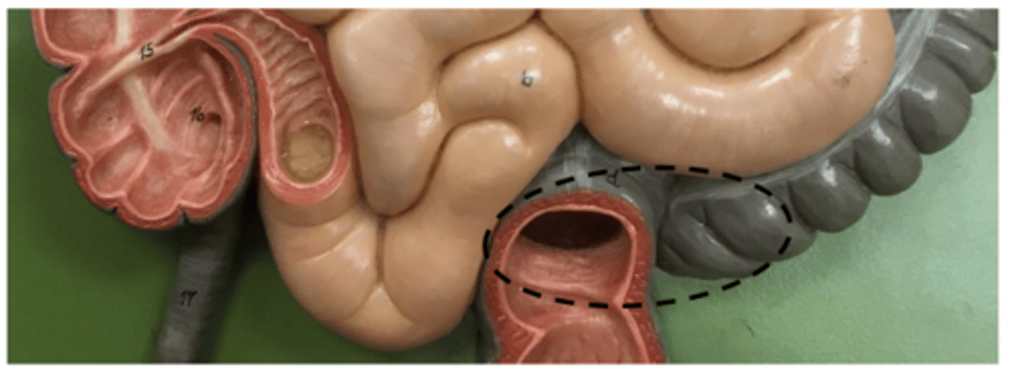 knowt flashcard image