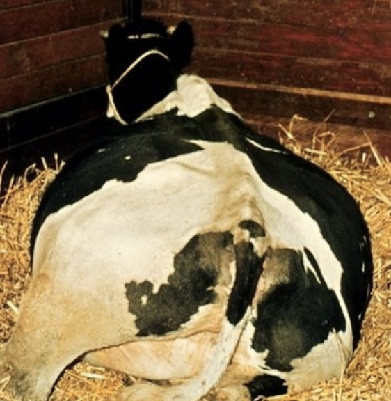 <p>life: poor</p><p>fertility: poor</p><p>RFMs and metritis usually follow delivery</p>