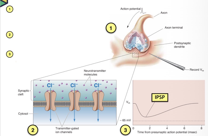 <p>How is an inhibitory postsynaptic potential (IPSP) formed? </p>