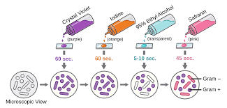 <ol><li><p><span style="font-family: LatoWeb, Lato, Helvetica Neue, Helvetica, Arial, sans-serif">crystal violet (primary stain)</span></p></li><li><p><span style="font-family: LatoWeb, Lato, Helvetica Neue, Helvetica, Arial, sans-serif">iodine (mordant)</span></p></li><li><p><span style="font-family: LatoWeb, Lato, Helvetica Neue, Helvetica, Arial, sans-serif">alcohol (decolorizer)</span></p></li><li><p><span style="font-family: LatoWeb, Lato, Helvetica Neue, Helvetica, Arial, sans-serif">safranin (counterstain)</span></p></li></ol><p></p>