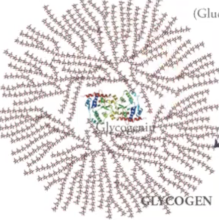 <p>is a large polysaccharide with branched structures around it which are α 1, 4 linked or α<strong> </strong>1, 6 linked sugars.</p>