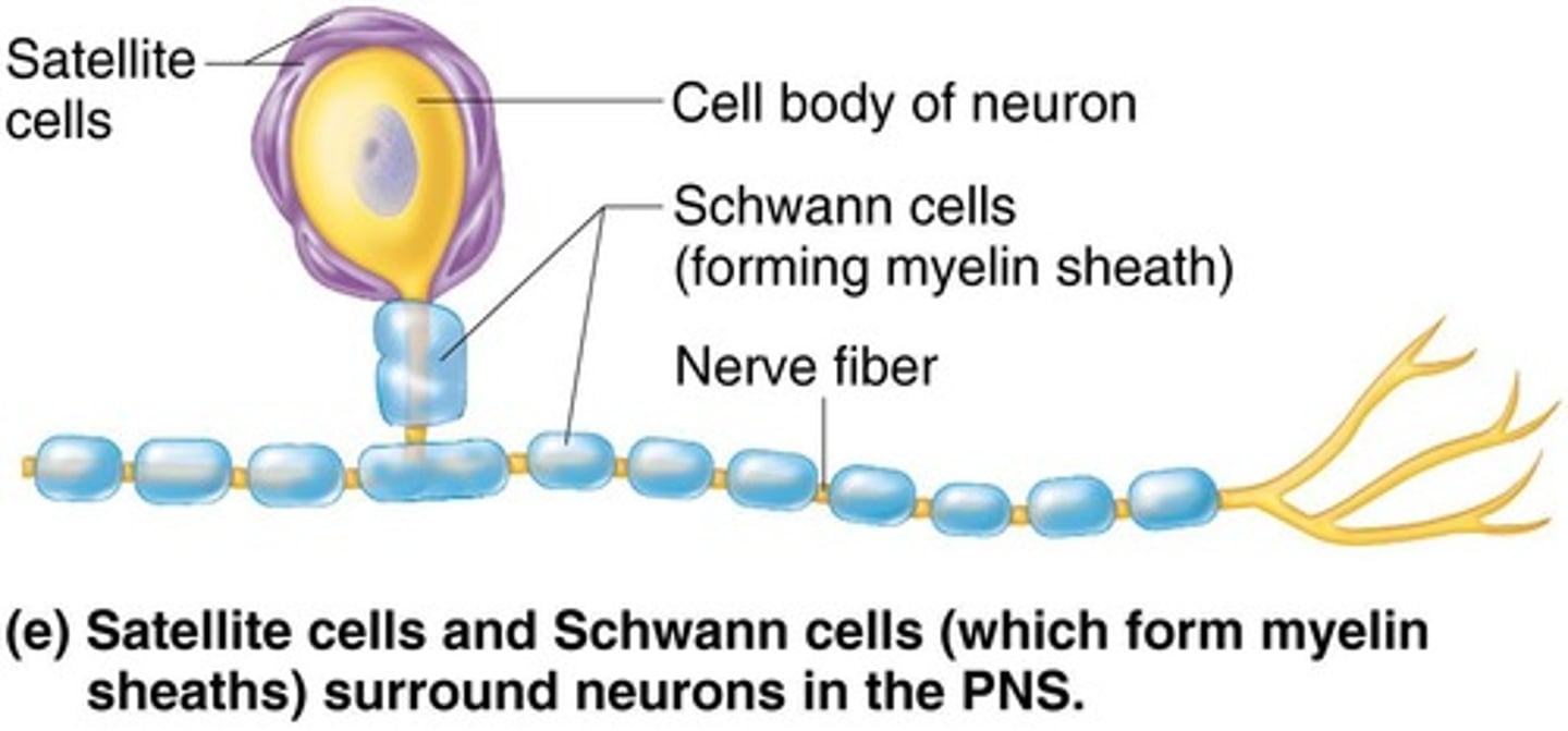 <p>Satellite cells and Schwann cells.</p>
