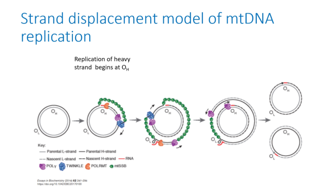 <p>Begins at OH for heavy strand in the Non-Coding Region. Heavy strand synthesis displaces parental H-strand which is coated with mtSSBP.</p><p></p><p>replication starts at Oₕ (origin of the heavy strand) in the non-coding region (D-loop).</p><p></p><p><strong>Step-by-step (clear and corrected)</strong></p><ol><li><p>Initiation occurs at Oₕ in the non-coding control region of mtDNA.</p></li><li><p>The new heavy strand is synthesised using the light strand as the template.</p></li><li><p>As this new heavy strand is made, the original (parental) heavy strand gets displaced and becomes single-stranded.</p></li><li><p>That displaced single-stranded parental heavy strand is coated by mtSSBP, which protects and stabilises it while replication continues.</p></li></ol><p></p>