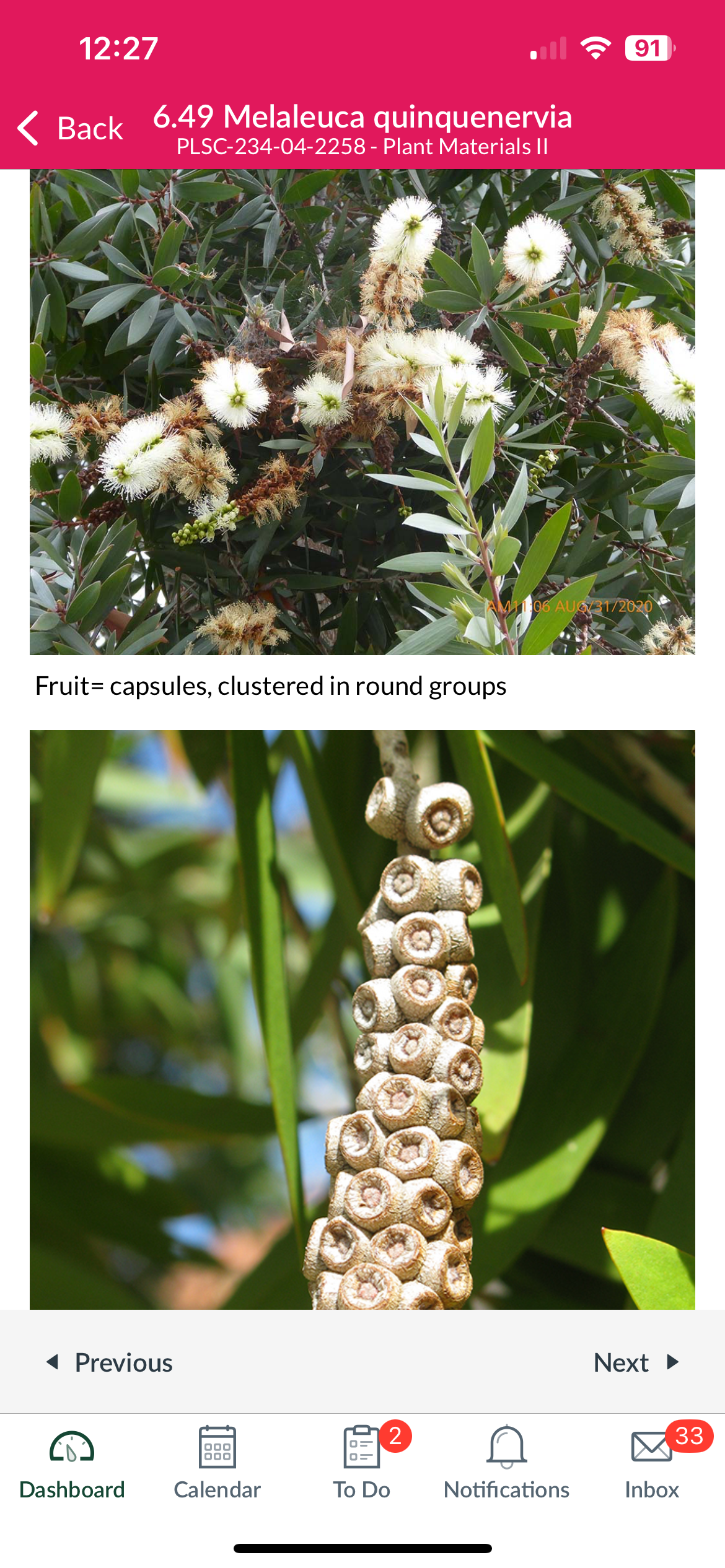 <p>Melaleuca quinquenervia</p>