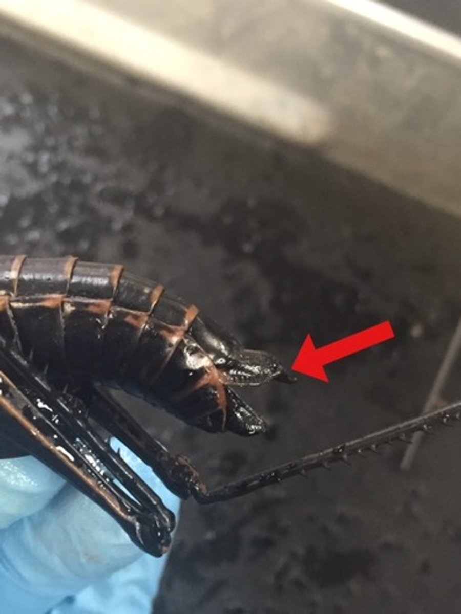 <p>A pointed organ in some female invertebrates that digs a nest hole and deposits eggs</p>