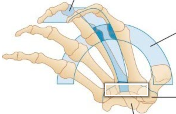 <p>Label the arch identified in the image</p><p></p>