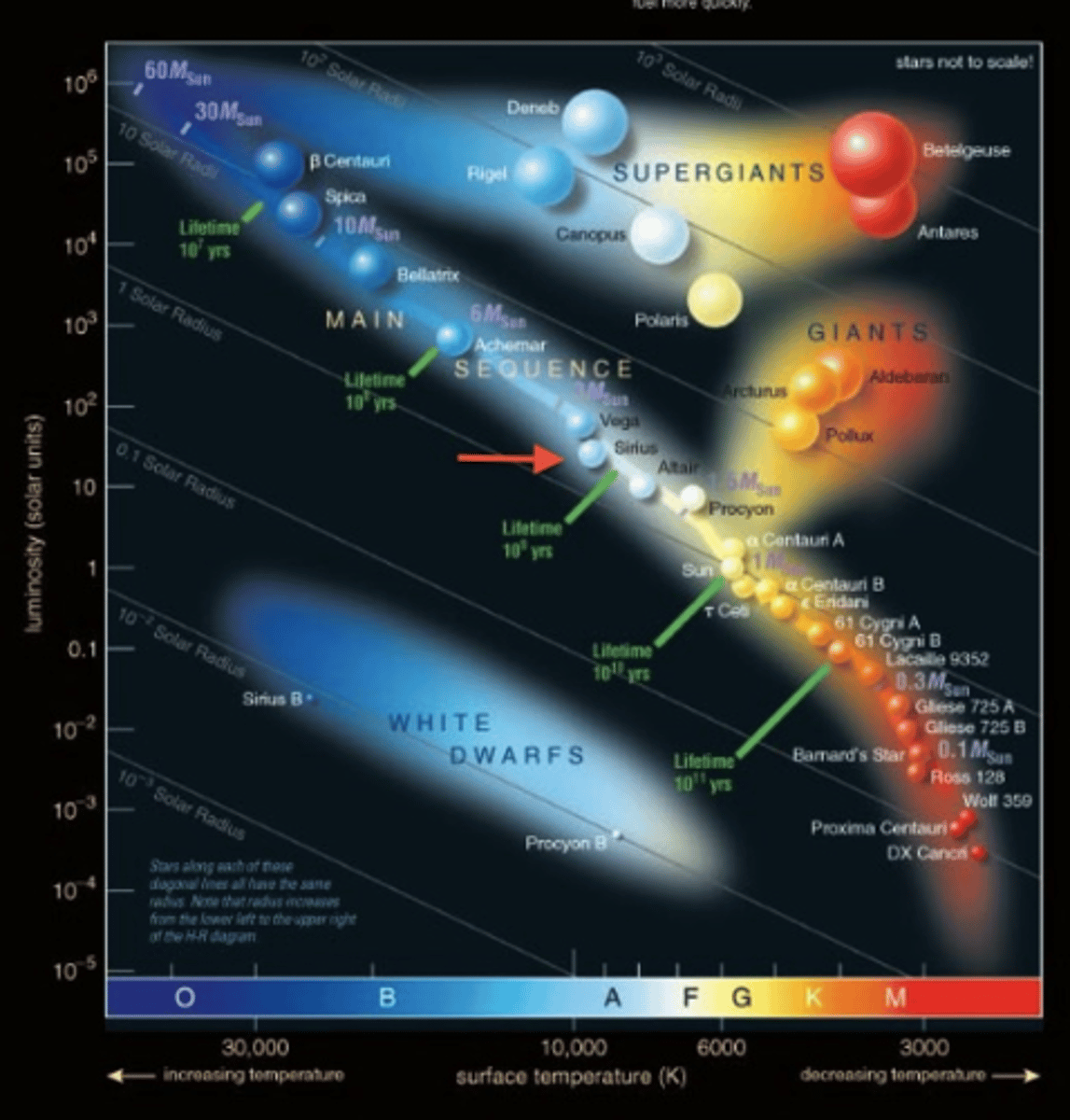 <p>OBAFGKM<br>-also decrease in luminosity and mass<br>-increase in lifetime</p>
