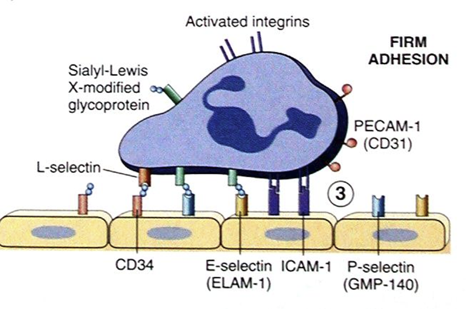 <p>PAF</p><p>chemokines = IL8</p>