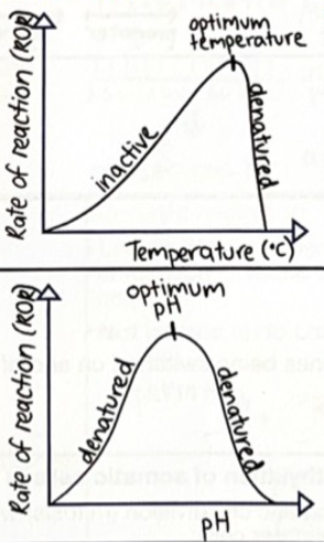 <p><span>Enzymes have optimum temperature.</span></p><p><strong><span>High temperature</span></strong><span>: enzyme denatures. Shape of active site changes, meaning substrate cannot bind. Denaturation is irreversible.</span></p><p><strong><span>Low temperature</span></strong><span>: slows enzymes until inactive as there is not enough kinetic energy for enzyme to collide with substrate. Reversible.</span></p>
