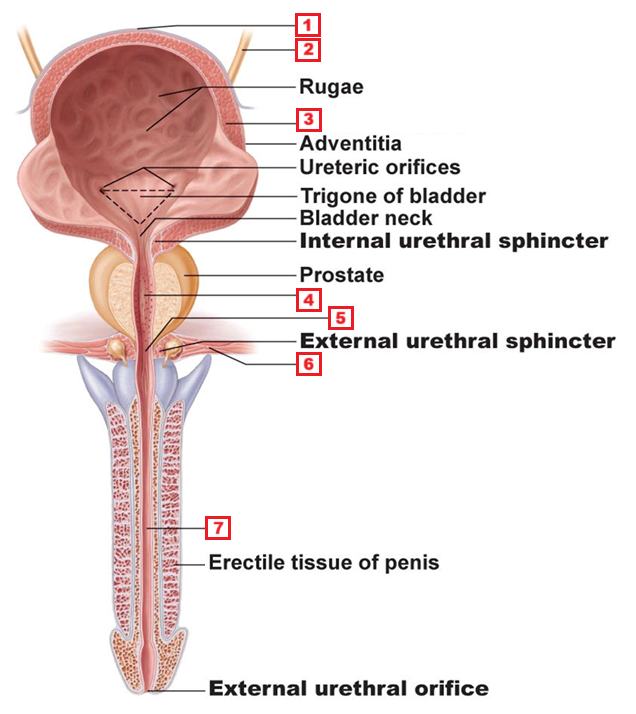 <p>1</p>