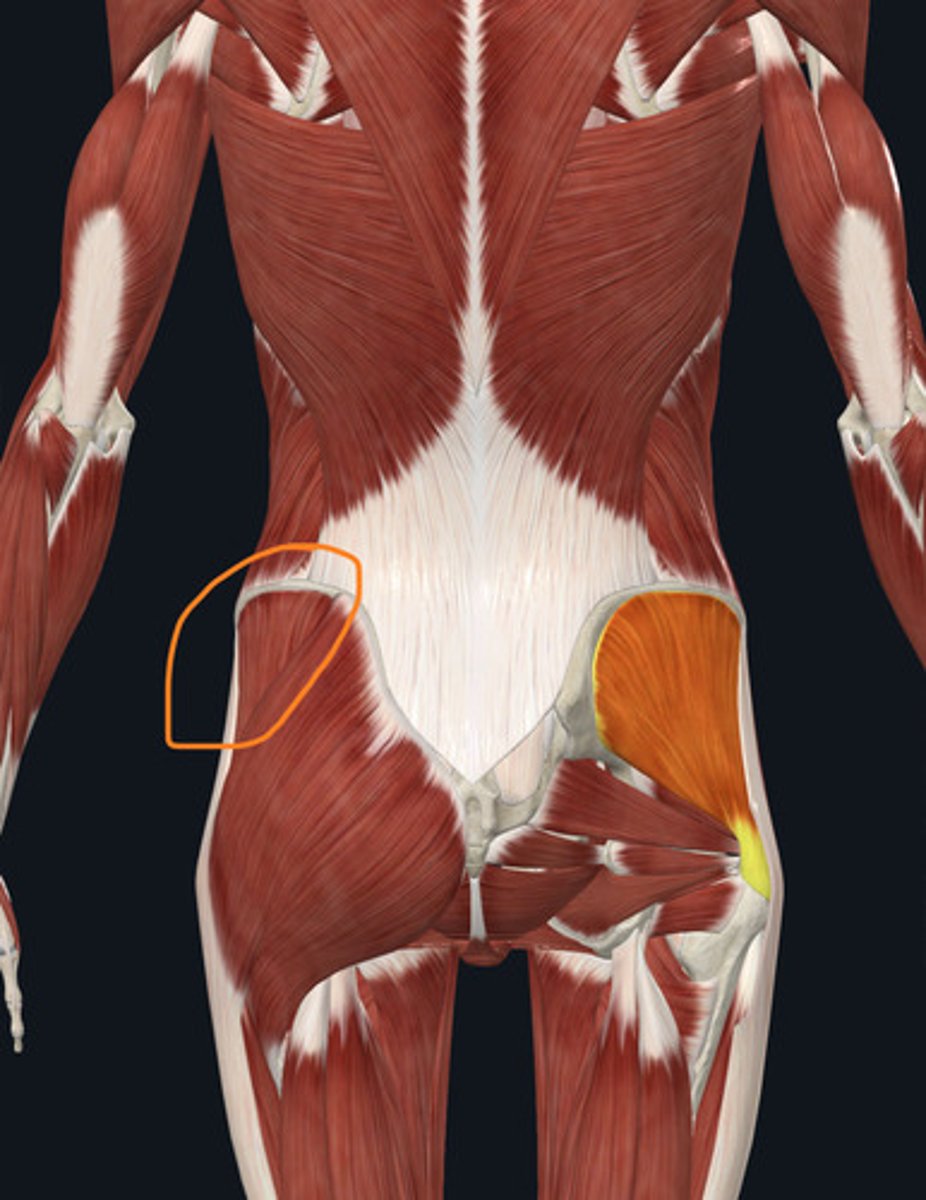 <p>abducts and medially rotates thigh</p><p>thigh and leg muscles</p>