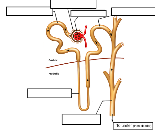 <p>Label the nephron. list the 5 main parts of the nephron.</p>