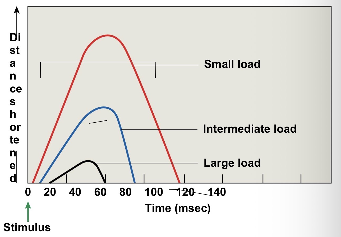 <p>Load and speed of contraction</p>