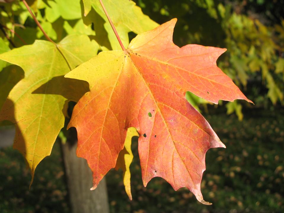 <p>Variety of fall colors, simple palmately lobed (typically 5 lobes with entire margins and sub-lobes), deep U-shaped sinuses and tapered lobes, conical pointed terminal buds, textured bark on older trees</p>