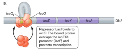 <ul><li><p>lacI</p></li><li><p>operator</p></li><li><p>lacO</p></li></ul><p></p>