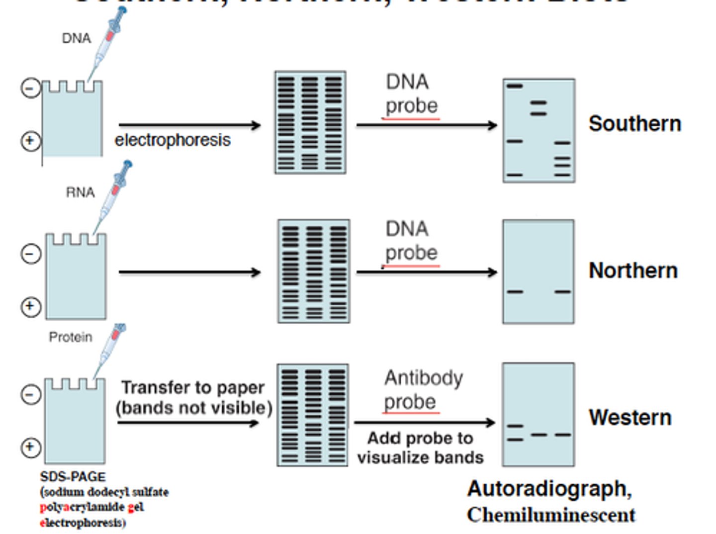 <p>blots detect the presence of a DNA sequence by using a tagged ssDNA probe to bind to it</p>