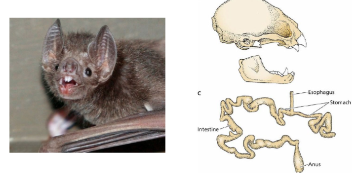 <p>blood suckers (vampire bats)</p>