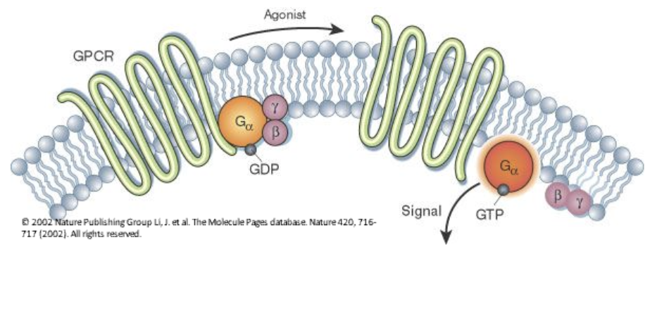 <ul><li><p>Acts as a transducer that relays signals inside the cell.</p></li><li><p>It is a heterotrimeric protein made of three subunits: <strong>alpha, beta, and gamma</strong>.</p></li><li><p>It switches between active/dissociative (GTP-bound) and inactive (GDP-bound) states.</p></li></ul><p></p>