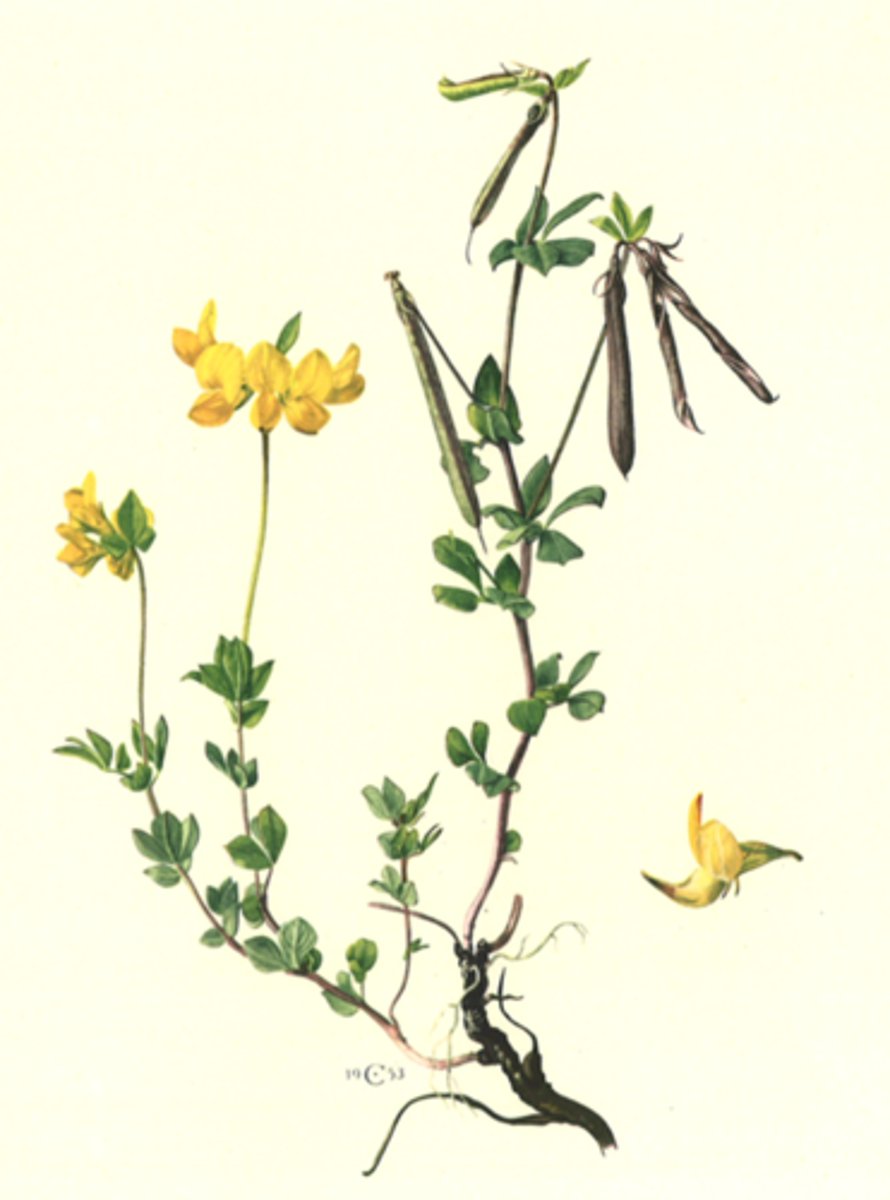 <p>Bird's-foot trefoil</p>