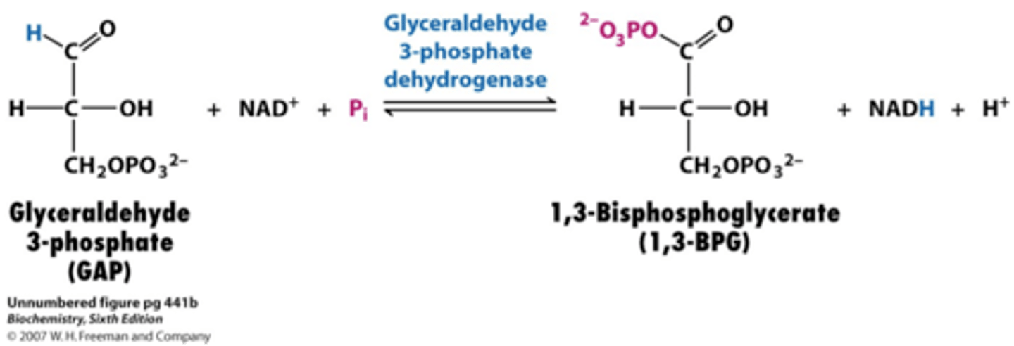 <p>Substrate → Product: Glyceraldehyde-3-Phosphate (G3P) → 1,3-bisphosphoglycerate</p><p>Enzyme: G3P dehydrogenase</p><p>Energy intermediates: NAD⁺ + 2H⁺ +2e⁻ → NADH + H⁺</p><p>Notes: Oxidation and phosphorylation; first energy-yielding step.</p>