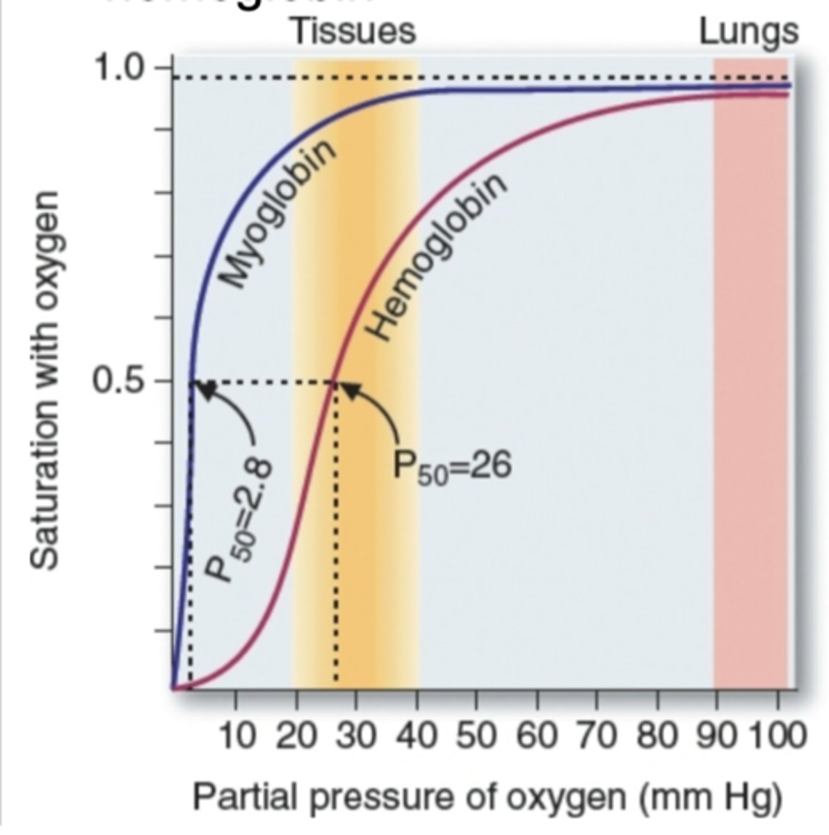 <p>hyperbolic and sigmoidal; lower po2 for myoglobin</p><p>Myoglobin/hemoglobin diff abt function. Partial pressure of O2 means atmopsheric air contains carbon dioxide, oxygen (21%), nitrogen. Diff types of gas have atmospheric air. Oxygen is called partial pressure (mmHg). By increasing more o2 concentration is hemoglobin/myoglobin makes binding of protein to o2 and y-axis is saturation with o2. How many molecules of myglobin is saturated (binding to o2). What type of curve is myoglobin graph? hyperbolic curve (very low %/pp of O2 makes a huge binding efficiency of oxygen - myoglobin binds strongly/quickly). Hemoglobin is slower - more partial pressure of O2 needed to make saturation - sigmoidal curve. Makes a diff in binding diff is the curve. P50 means 50% of mygolobin saturation and 50% of hemoglobin saturated. To compare kinetics, 50% of each molecule bound to o2 used. By looking at x-axis, pressure diff: very low pressure can make myoglobin saturated quickly. (see graph in detail)</p>