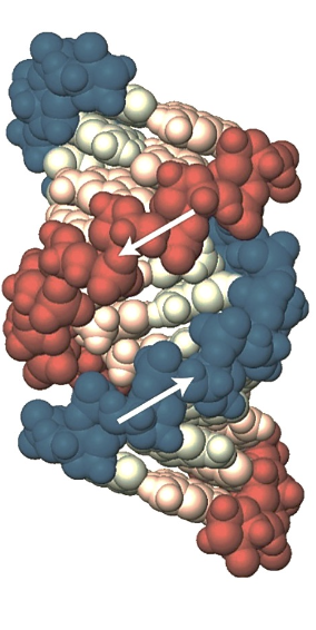 <p>Quel est la forme de l’ADN sur cette photo?</p>