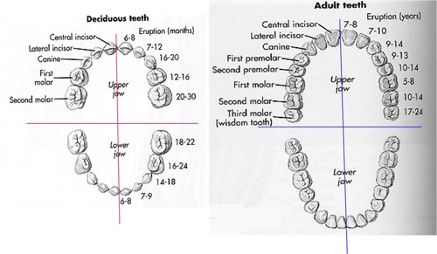 <p>permanent teeth replacing the primary teeth that fall out from ages 6-12.</p><p>After the primary teeth resorb, the permanent molars erupt distal to the primary molars and therefore, do not replace the primary teeth. As the child grows, the jaws become longer and larger, creating more space for additional teeth.</p><p>Consists of 32 teeth; begins to erupt at age six. With the exception of third molars, all permanent teeth should have erupted by ages 12-14.</p>