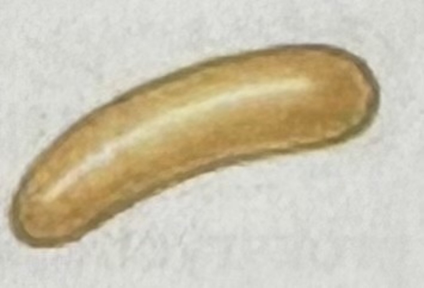 <p>Which bacterial group is this?</p>