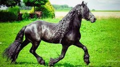 What horse breed?