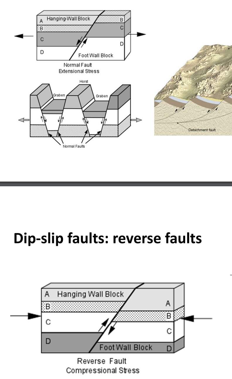 <p>Normal faults </p><ul><li><p>result from horizontal tensional streses in brittle rocks </p></li><li><p>hanging-wall block moved down relative to footwall block</p></li></ul><p>Reverse fault </p><ul><li><p>result from horizontal compressional stresses in brittle rocks</p></li><li><p>hanging-wall block moved up relative to footwall block </p></li></ul><p></p>